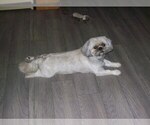 Small Photo #1 Shih Tzu Puppy For Sale in S ZANESVILLE, OH, USA
