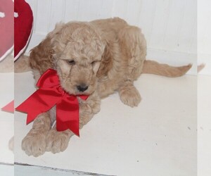 Goldendoodle Puppy for sale in NEOSHO, MO, USA