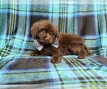 Bentley - Male ShihPoo Puppy for Sale - Photo #5