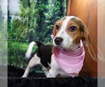 Small #4 Beagle