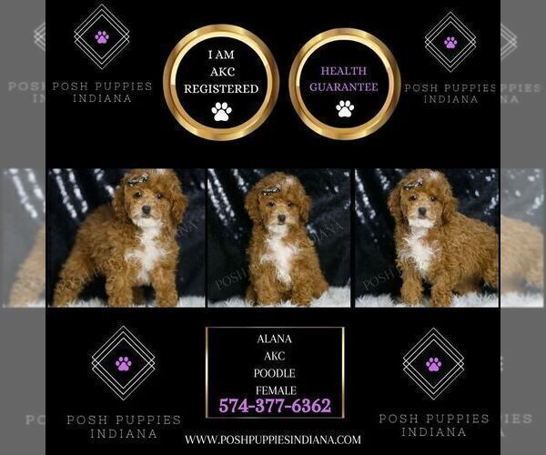 Medium Photo #2 Poodle (Miniature) Puppy For Sale in WARSAW, IN, USA