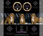 Small Photo #96 Poodle (Miniature) Puppy For Sale in WARSAW, IN, USA