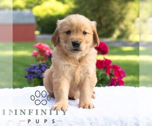 Golden Retriever Puppy for sale in NEWPORT, PA, USA