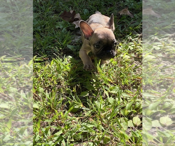 Medium Photo #2 French Bulldog Puppy For Sale in MILLVILLE, NJ, USA