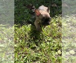 Small Photo #12 French Bulldog Puppy For Sale in MILLVILLE, NJ, USA