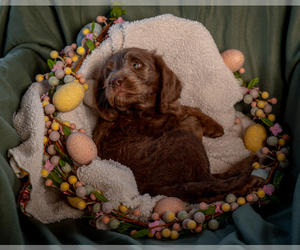 Labradoodle Puppy for sale in DEEPWATER, MO, USA