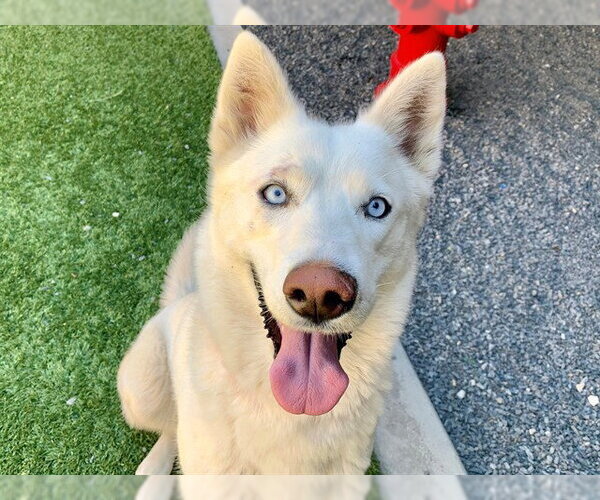 Medium Photo #1 Siberian Husky-Unknown Mix Puppy For Sale in Moreno Valley, CA, USA