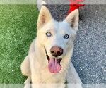 Small Siberian Husky Mix