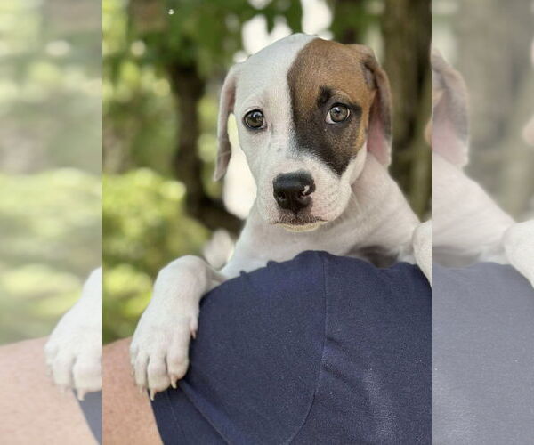 Medium Photo #3 American Pit Bull Terrier-Unknown Mix Puppy For Sale in pomfret, CT, USA