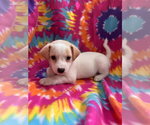 Small #2 Mutt