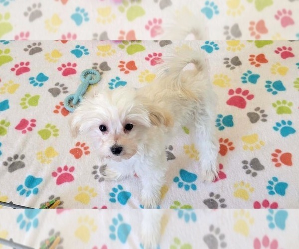Medium Photo #9 Maltipoo (Toy) Puppy For Sale in ORO VALLEY, AZ, USA
