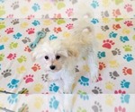 Small #8 Maltipoo (Toy)