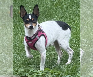 Magpie - Female Rat-Cha Dog for Adoption - Photo #4