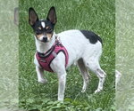 Small Photo #4 Rat-Cha Puppy For Sale in Mundelein, IL, USA