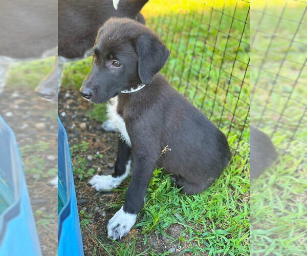 Medium Photo #2 Great Pyrenees-Unknown Mix Puppy For Sale in Alexander, AR, USA