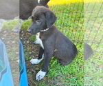 Small #1 Great Pyrenees Mix