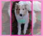 Small Photo #7 Collie Puppy For Sale in KINROSS, IA, USA