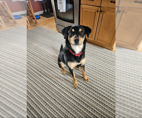 Medium Photo #1 Rottweiler-Unknown Mix Puppy For Sale in Hillsboro, NH, USA