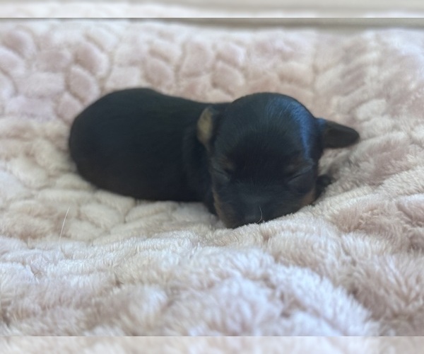 Medium Photo #44 Yorkipoo Puppy For Sale in ARLINGTON, TX, USA