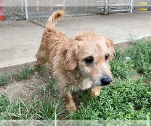 Cairn Terrier-Dachshund Mix Dogs for adoption in Springfield, MA, USA
