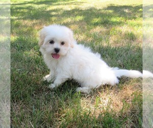 Zuchon Puppy for sale in LE MARS, IA, USA