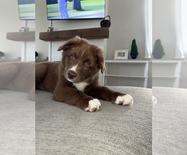 Medium Photo #1 Australian Shepherd Puppy For Sale in PANAMA CITY, FL, USA