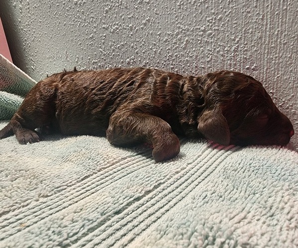 Medium Photo #5 Poodle (Standard) Puppy For Sale in CLAYTON, WA, USA