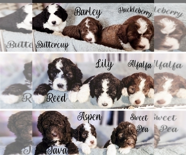 Medium Photo #2 Bernedoodle Puppy For Sale in GEORGETOWN, DE, USA