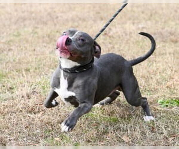 Medium Photo #3 Mutt Puppy For Sale in Glen Allen, VA, USA