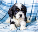 Small Photo #10 Cockalier Puppy For Sale in WAKARUSA, IN, USA