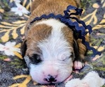 Puppy Navy Collar Alapaha Blue Blood Bulldog