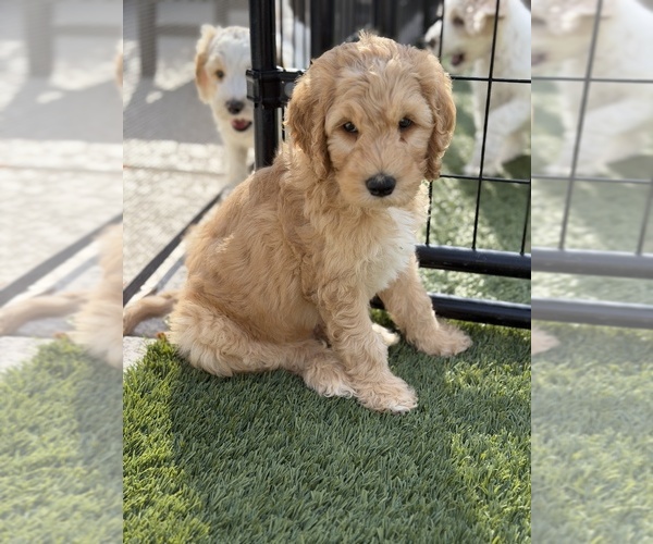 Medium Photo #12 Labradoodle Puppy For Sale in LAS VEGAS, NV, USA