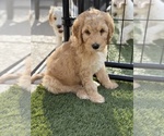 Small #11 Labradoodle