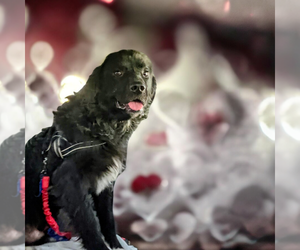 Medium Photo #1 Mutt Puppy For Sale in Vail, AZ, USA