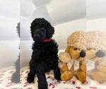 Small Photo #6 Poodle (Standard) Puppy For Sale in HALLANDALE, FL, USA