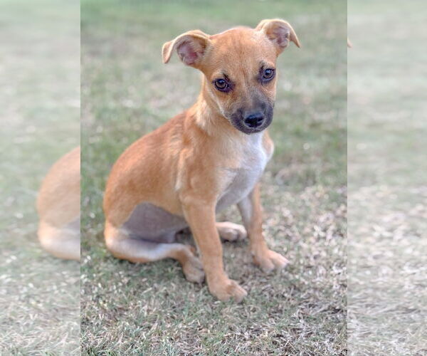 Medium Photo #8 Chug Puppy For Sale in PIPE CREEK, TX, USA