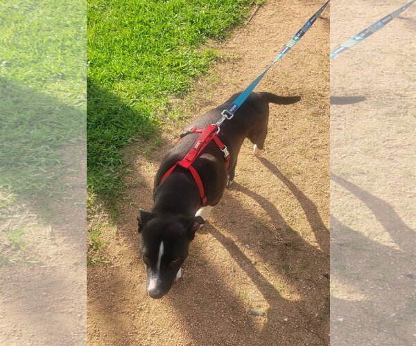 Medium Photo #6 American Pit Bull Terrier-Unknown Mix Puppy For Sale in Spring, TX, USA