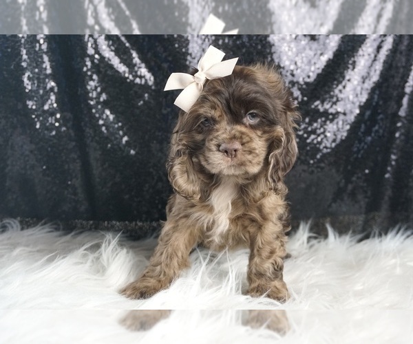 Medium Photo #19 Cocker Spaniel Puppy For Sale in WARSAW, IN, USA