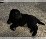 Small Photo #5 Chinese Shar-Pei Puppy For Sale in RIO RANCHO, NM, USA