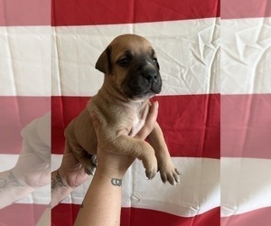 Bullmastiff Puppy for Sale in COLUMBUS, Georgia USA