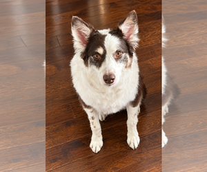 Copper - Male Australian Shepherd-Unknown Mix Dog for Adoption - Photo #2