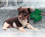 Puppy Tucker Jack Russell Terrier