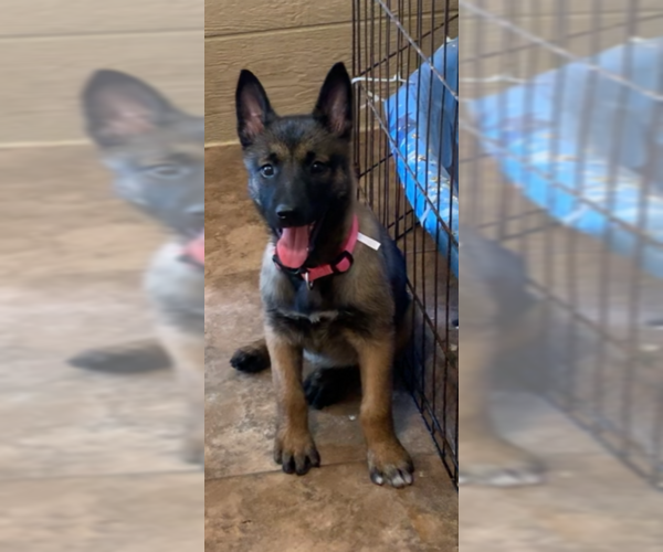 Medium Photo #2 Belgian Malinois Puppy For Sale in MISSION, TX, USA