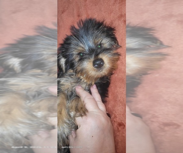 Medium Photo #179 Yorkshire Terrier Puppy For Sale in AKRON, OH, USA