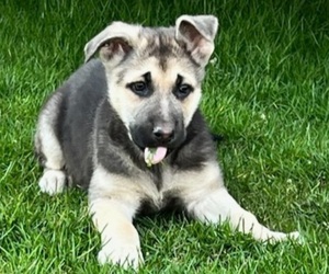 German Shepherd Dog Puppy for Sale in SODUS, New York USA