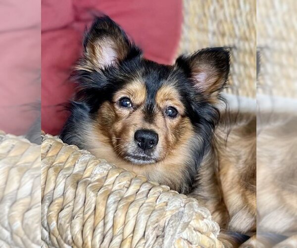 Medium Photo #2 Spaniel-Unknown Mix Puppy For Sale in Boonton, NJ, USA