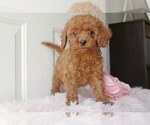 Puppy 5 Cocker Spaniel-Poodle (Miniature) Mix