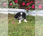 Small Photo #7 Australian Shepherd Puppy For Sale in CENTER, KY, USA