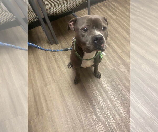 Medium Photo #11 American Staffordshire Terrier Puppy For Sale in Rosenberg, TX, USA