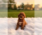Small #3 Poodle (Miniature)